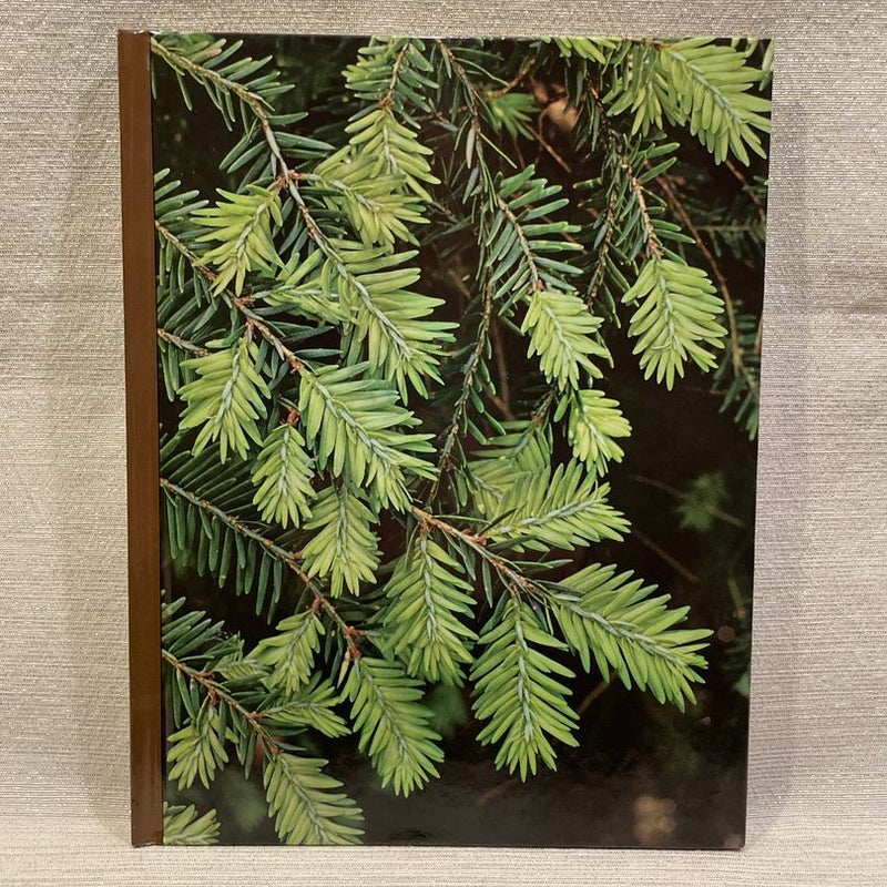 Evergreens
