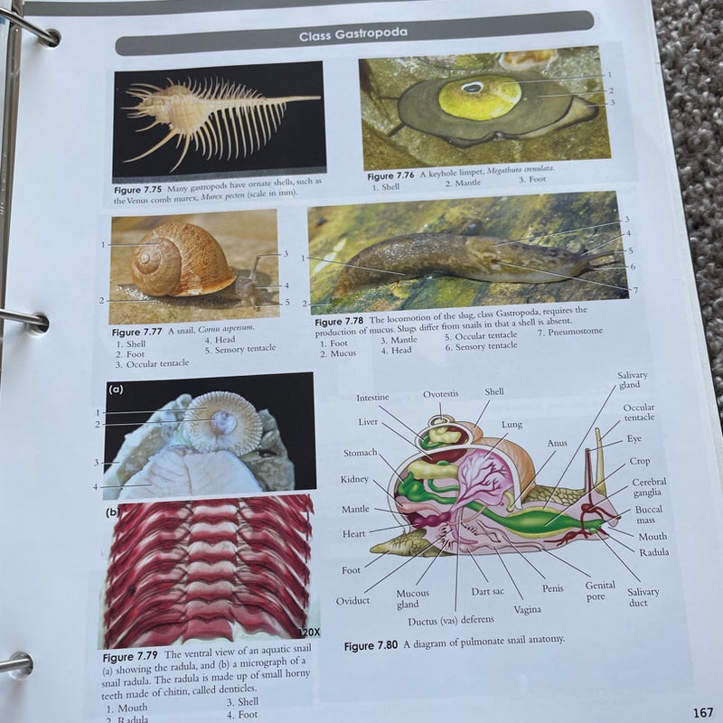 Van de Graaff's Photographic Atlas for the Biology Laboratory