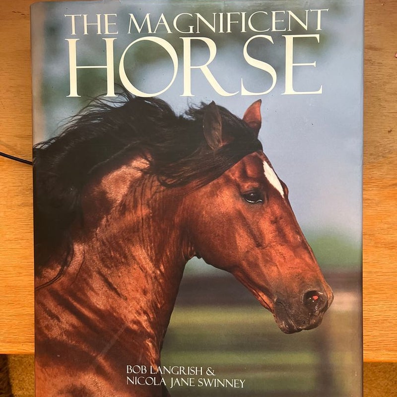 The Deluxe...Magnificent Horse