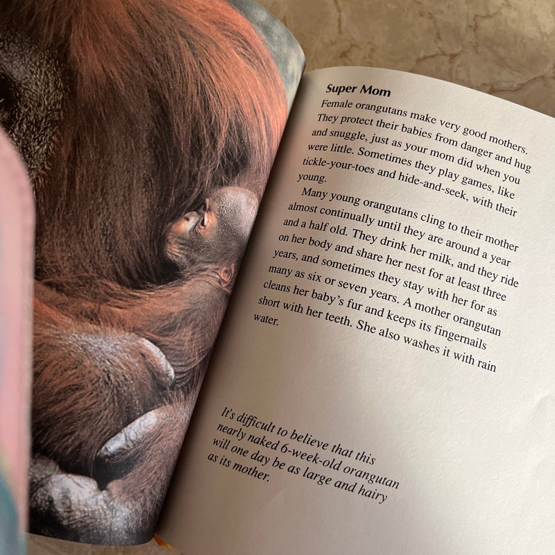 Getting to Know Nature’s Children: Orangutans & Gazelles