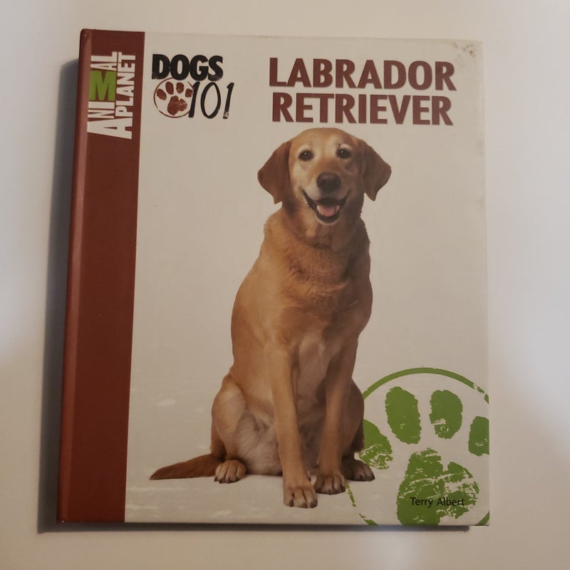 Labrador Retriever