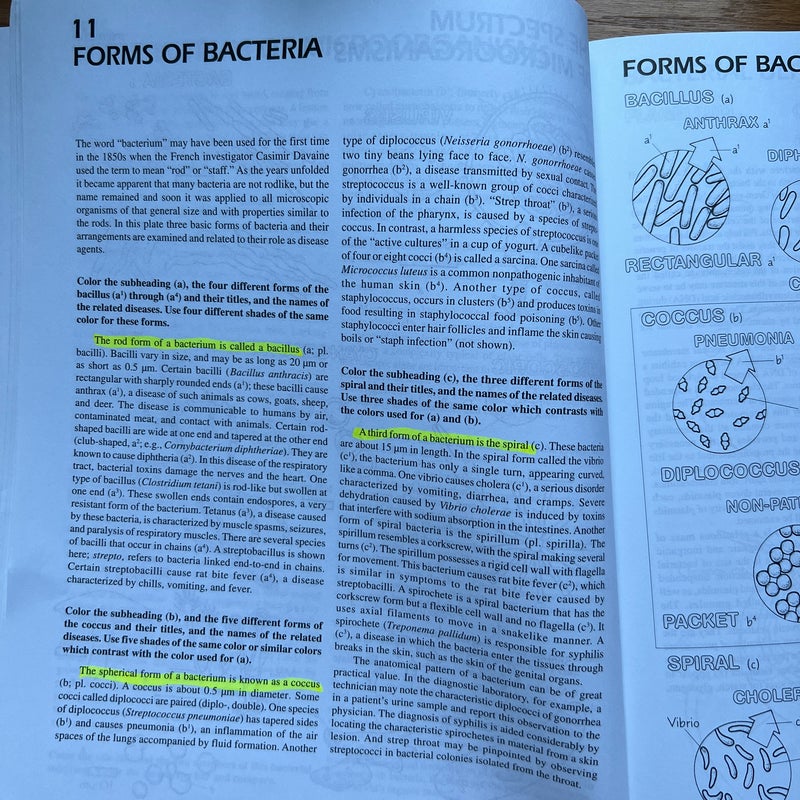 Microbiology Coloring Book