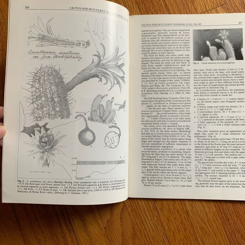 Cactus and Succulent Journal by Cactus and Succulent Society of America