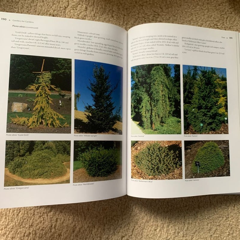 Conifers for Gardens