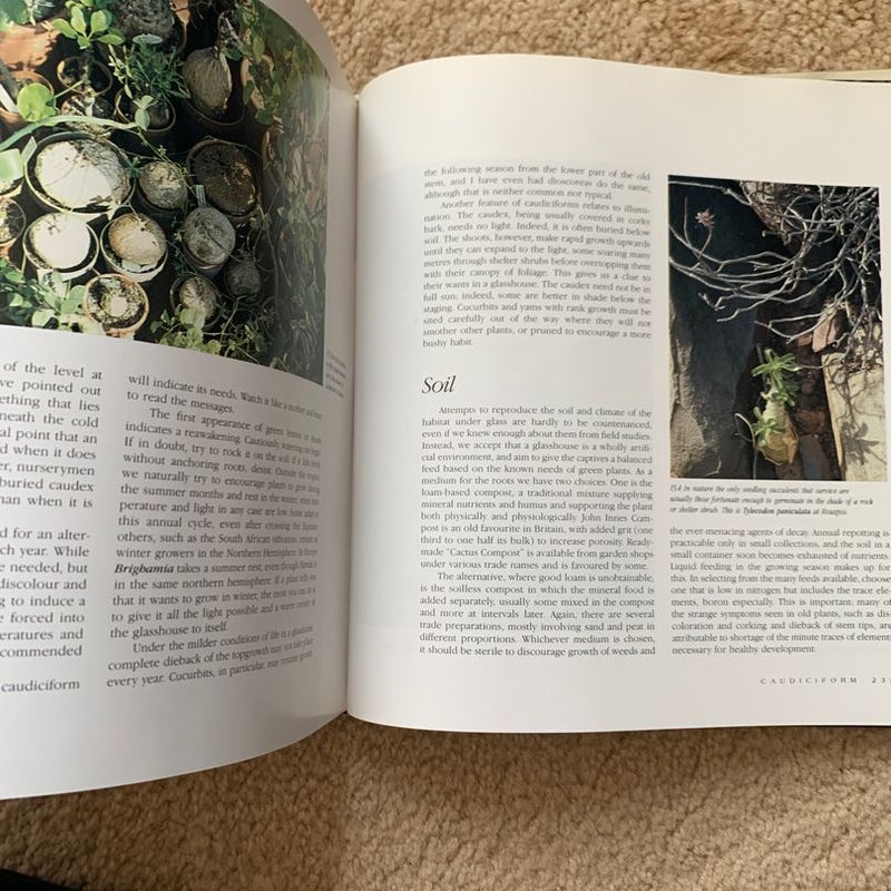 Candiciform and Pachycaul Succulents