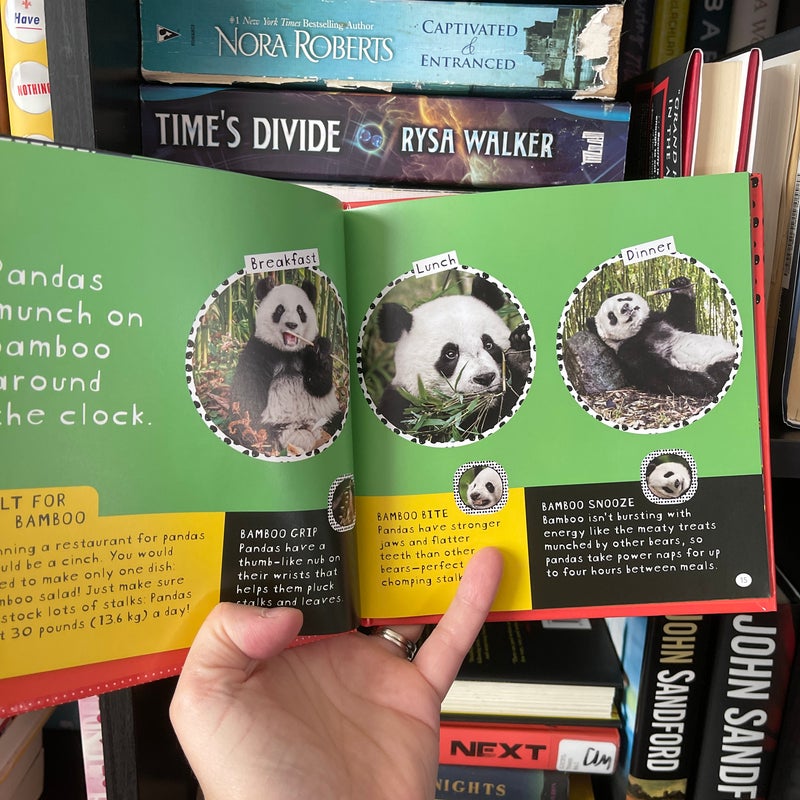 So Cute! Pandas