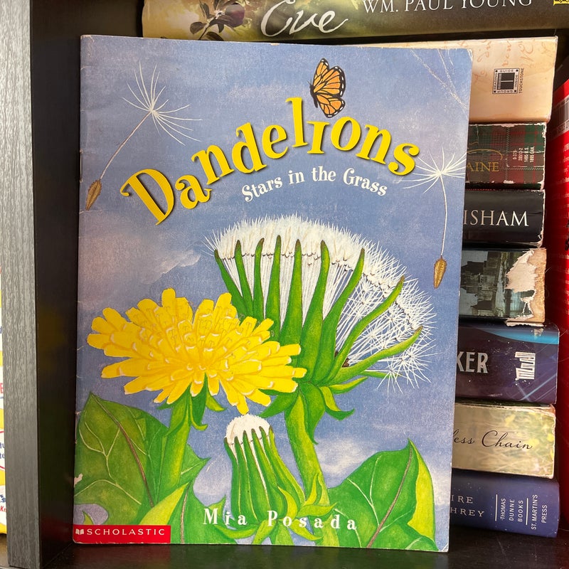 Dandelions, Stars in the Grass
