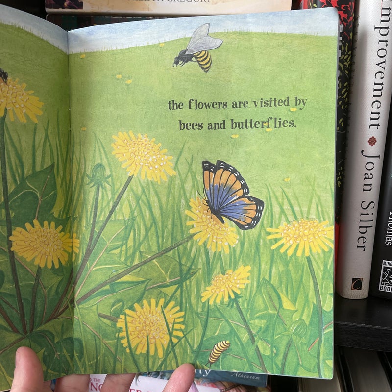 Dandelions, Stars in the Grass