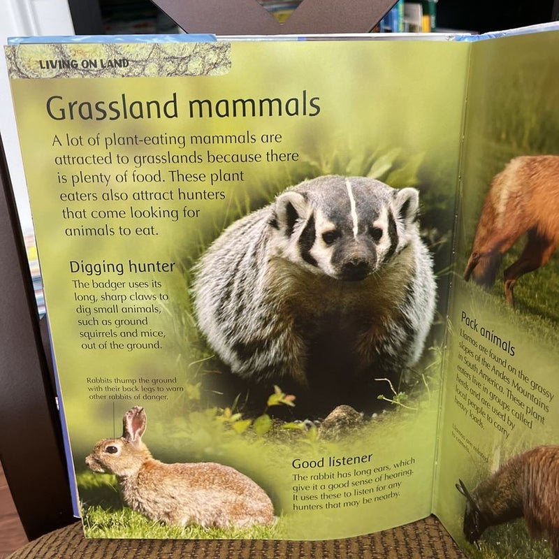 Children’s Animal Encyclopedia