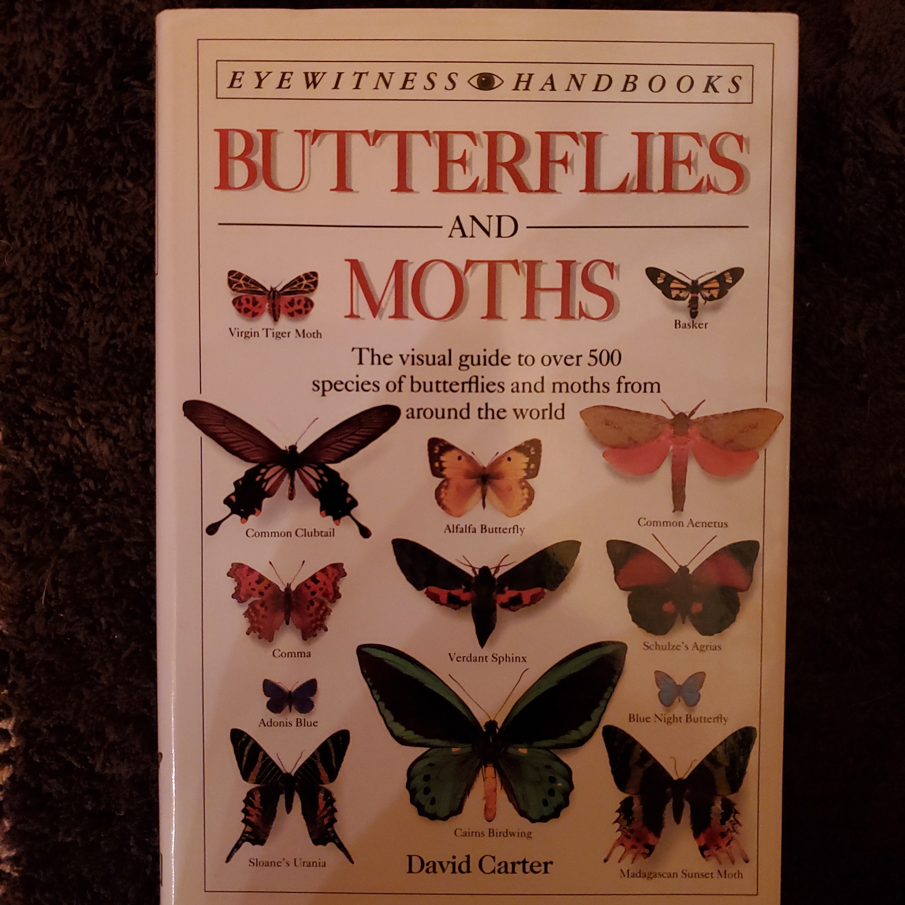 Butterflies and Moths