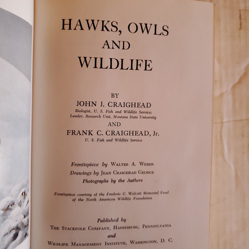 Hawks, Owls and Wildlife 