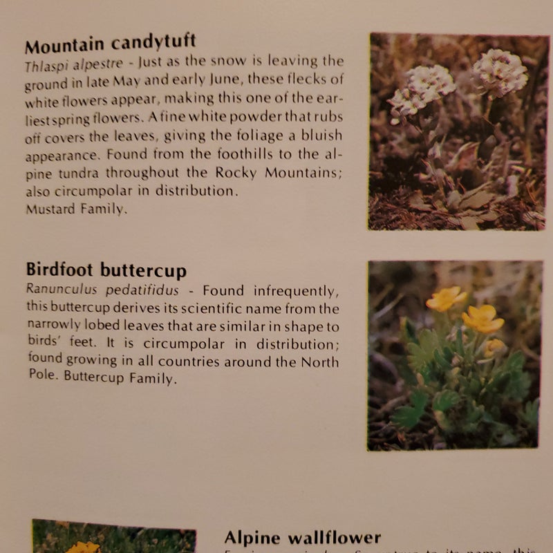 Alpine Wildflowers of the Rocky Mountains