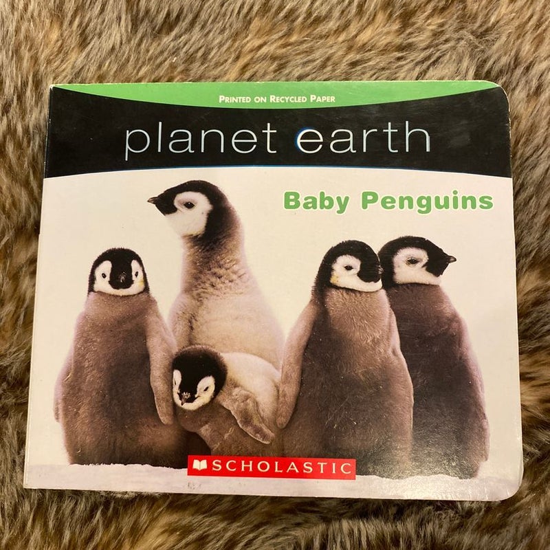 Baby Penguins