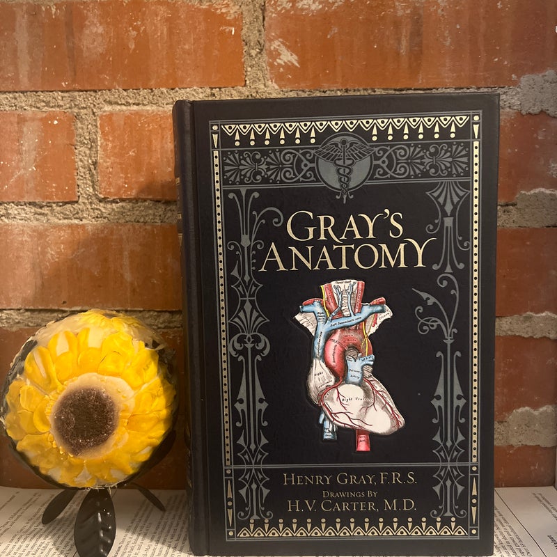 B&N Grays Anatomy Leather Classic - O/P