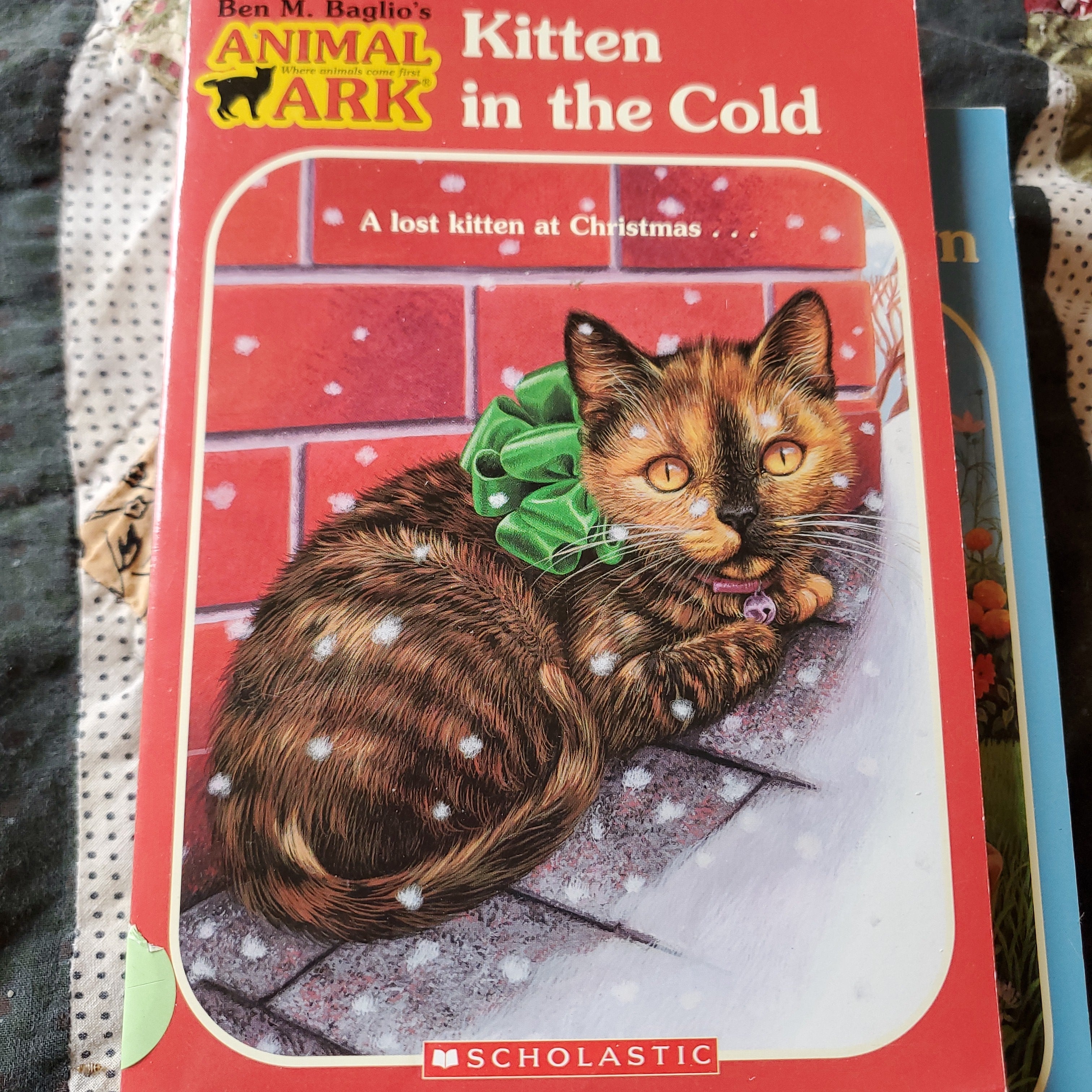 Kitten in the Cold