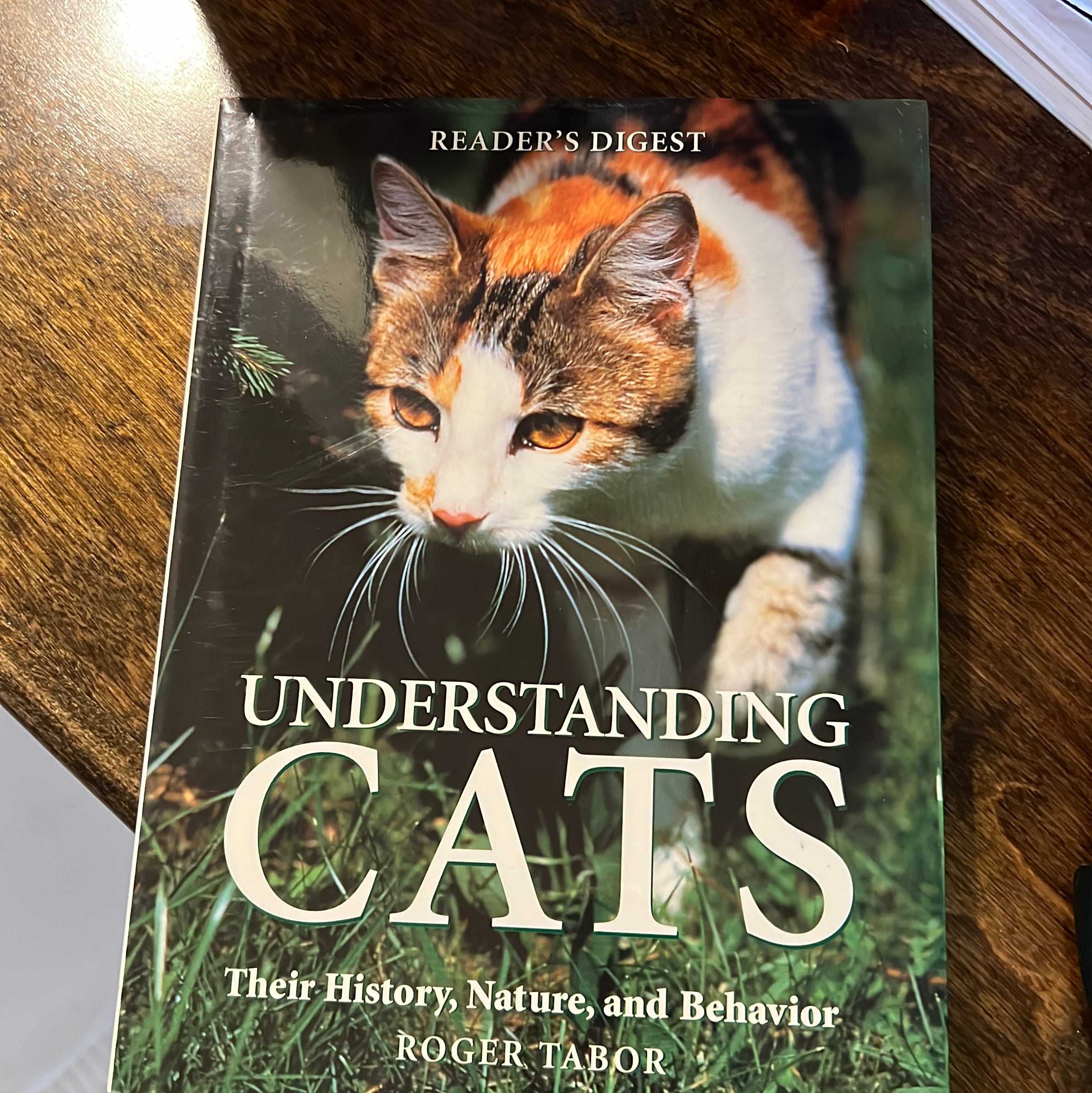 Understanding Cats