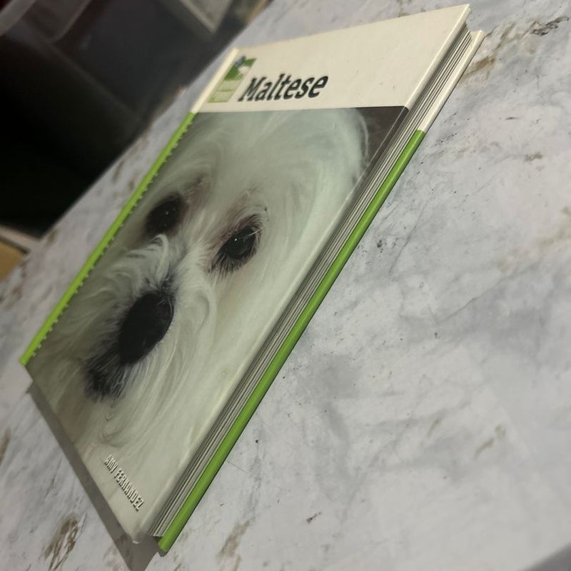 Maltese