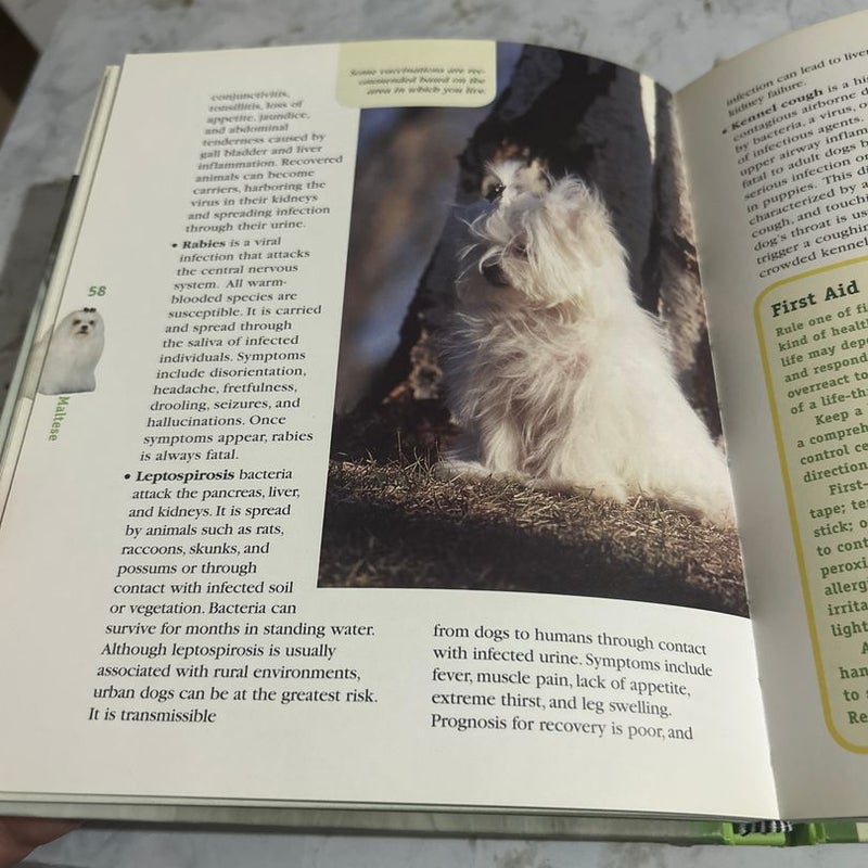 Maltese