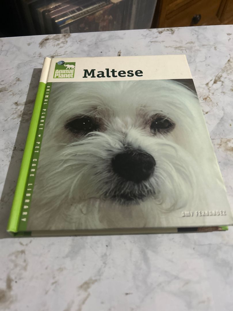 Maltese