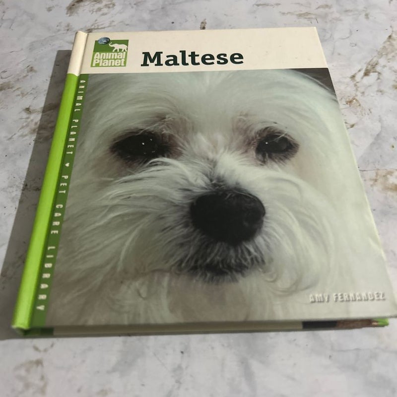 Maltese