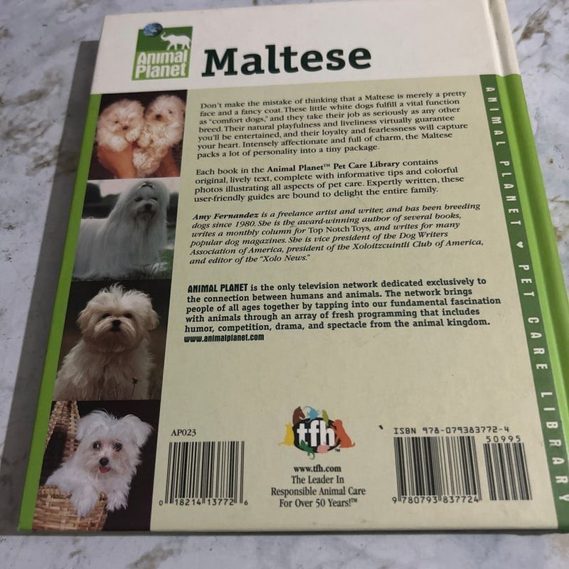 Maltese