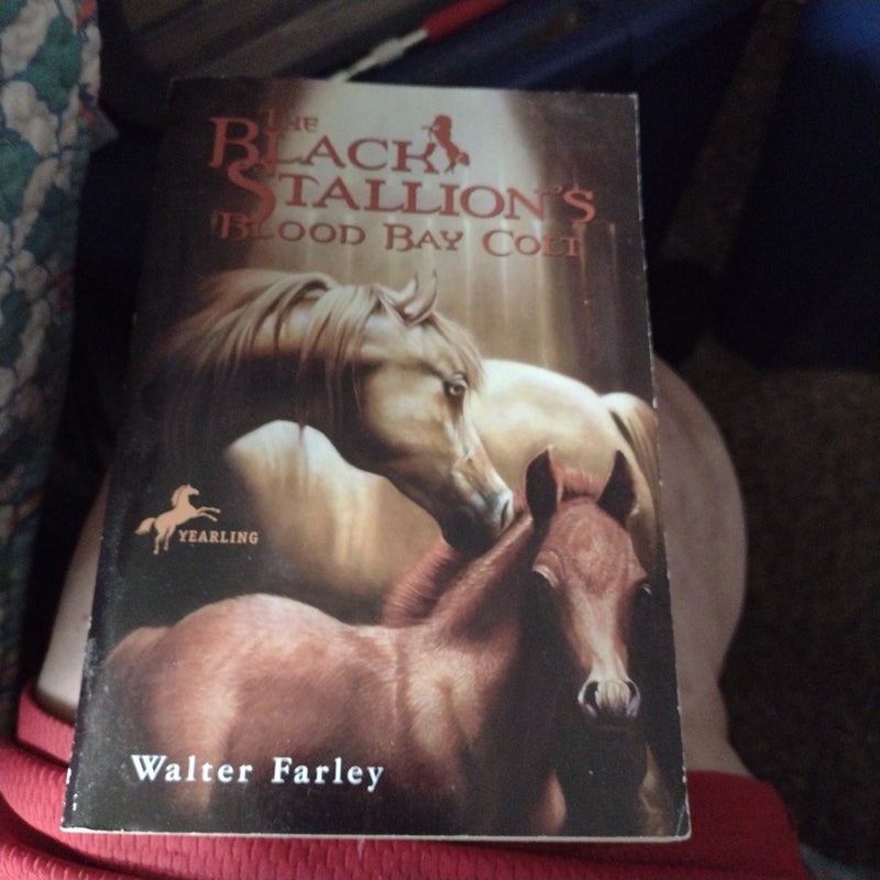The Black Stallion's Blood Bay Colt