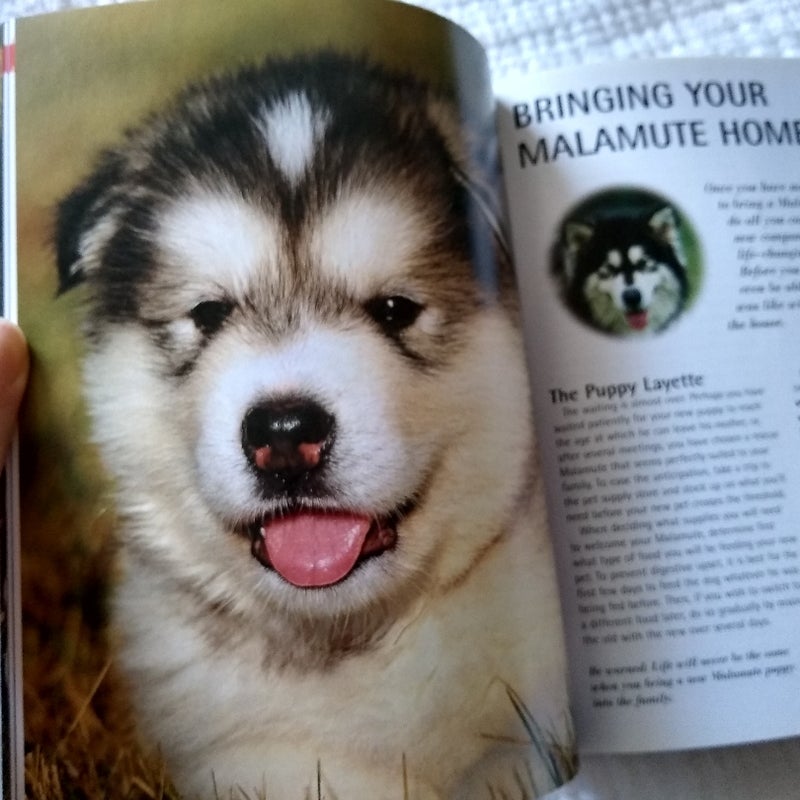 Alaskan Malamutes