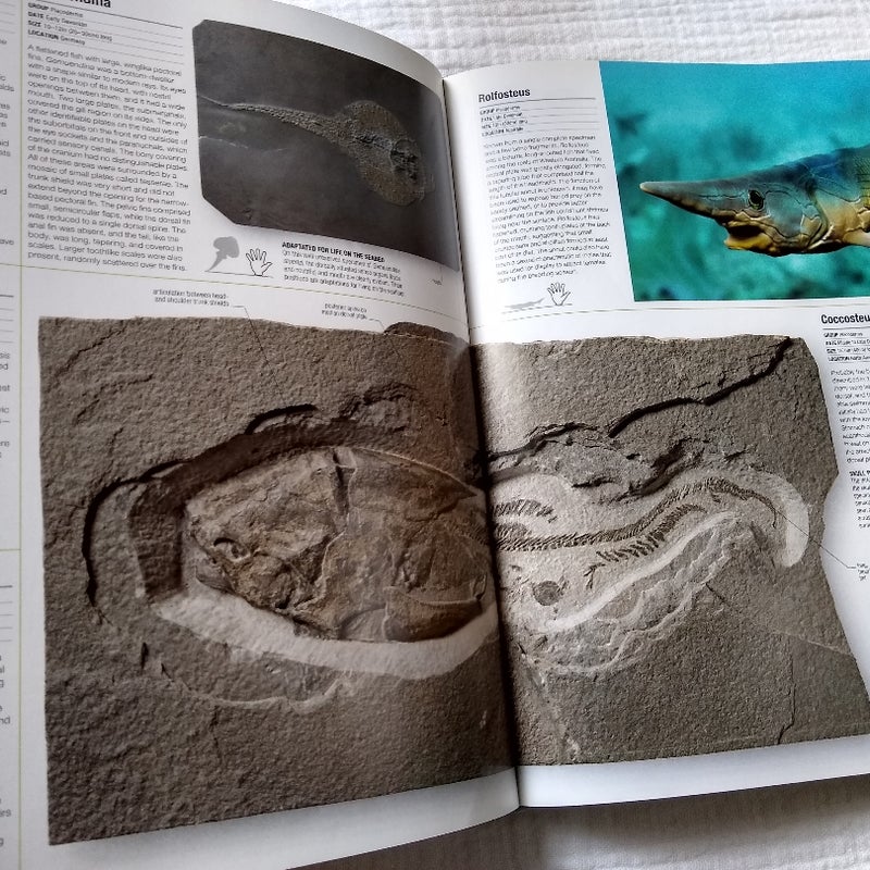 Prehistoric Life