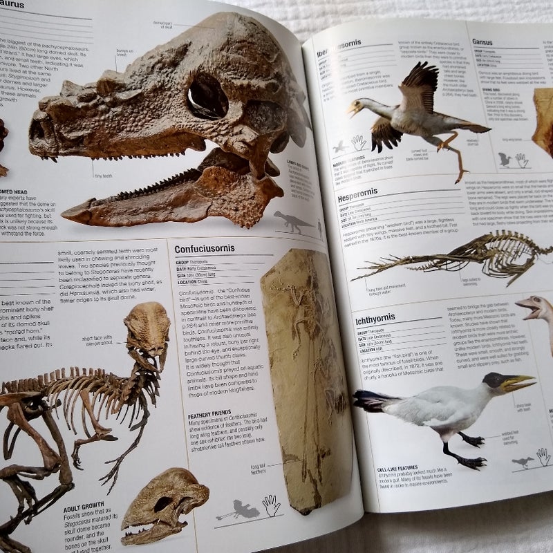 Prehistoric Life