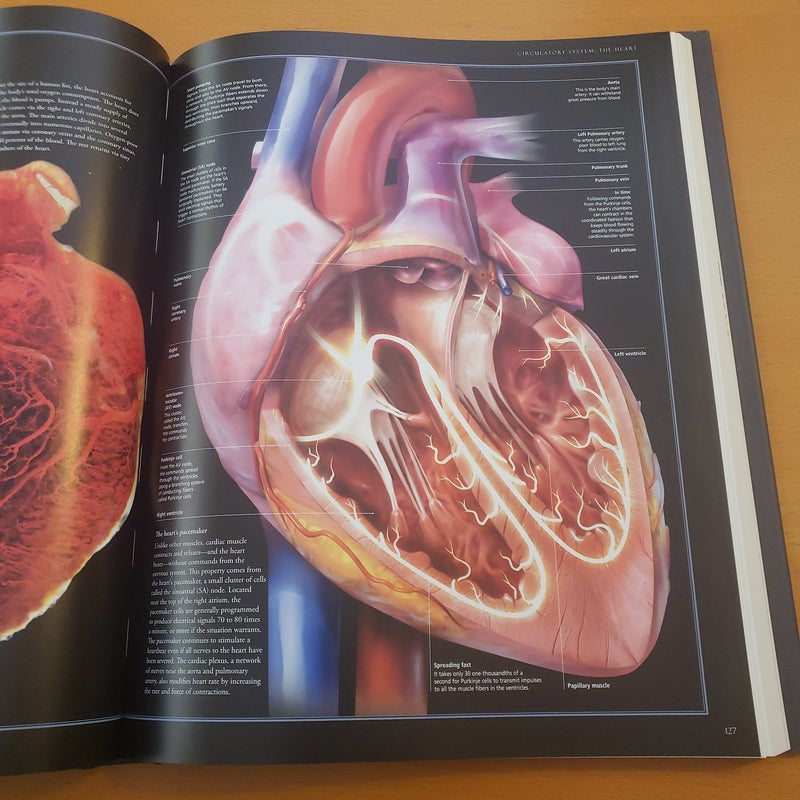 The Illustrated Atlas of the Human Body