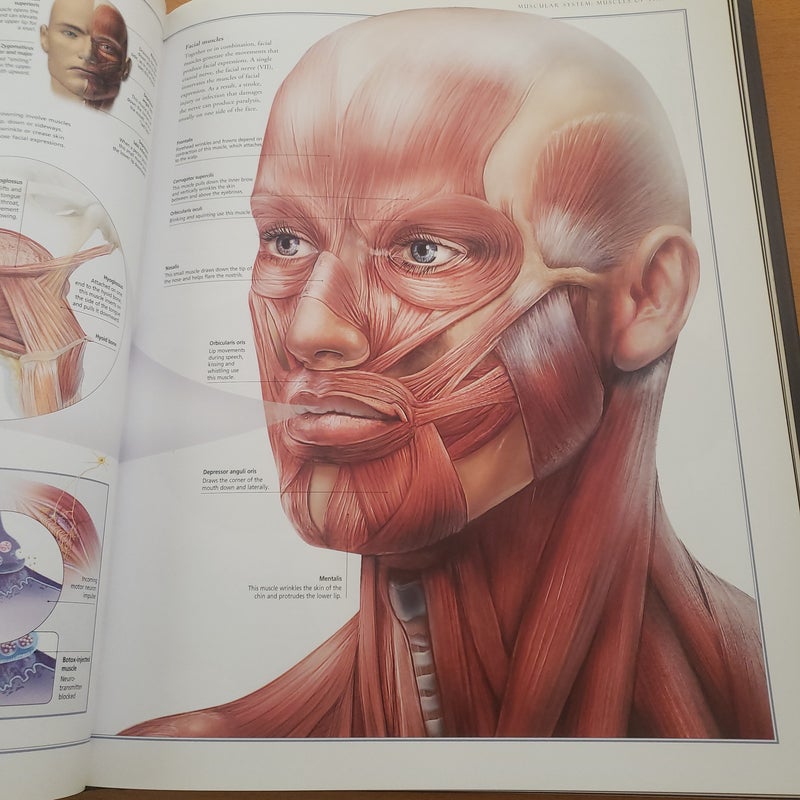 The Illustrated Atlas of the Human Body