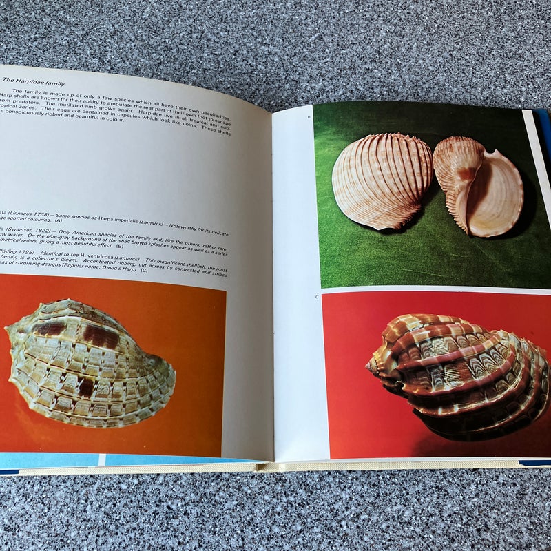 Marvellous World of Shells ** by Donata Lucifora, Hardcover | Pangobooks