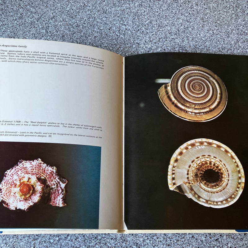 Marvellous World of Shells ** by Donata Lucifora, Hardcover | Pangobooks