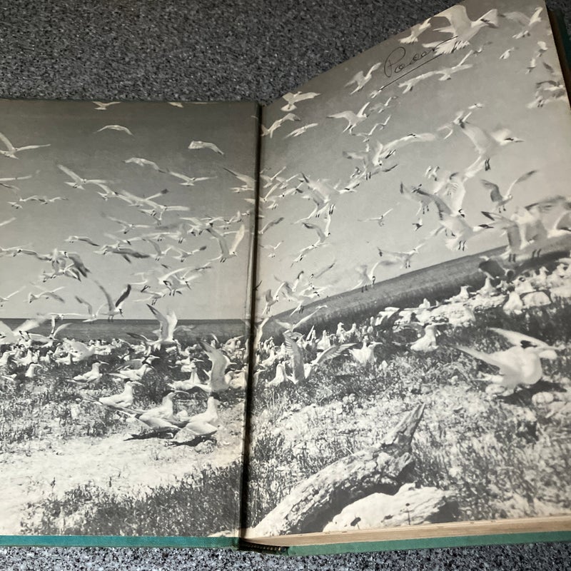 The Bird Watcher’s Anthology 
