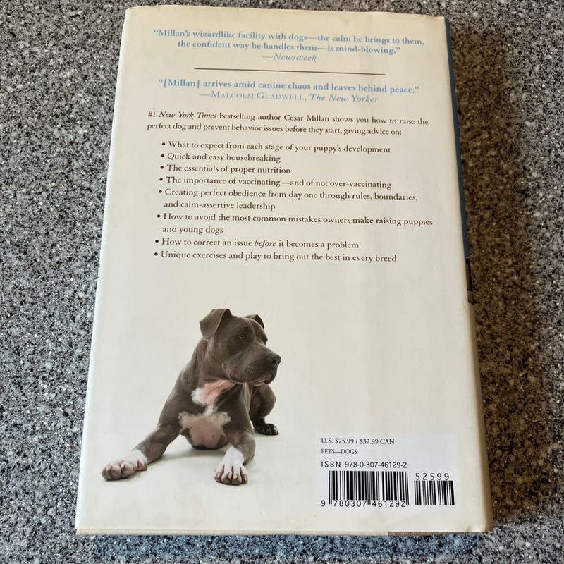 How to Raise the Perfect Dog