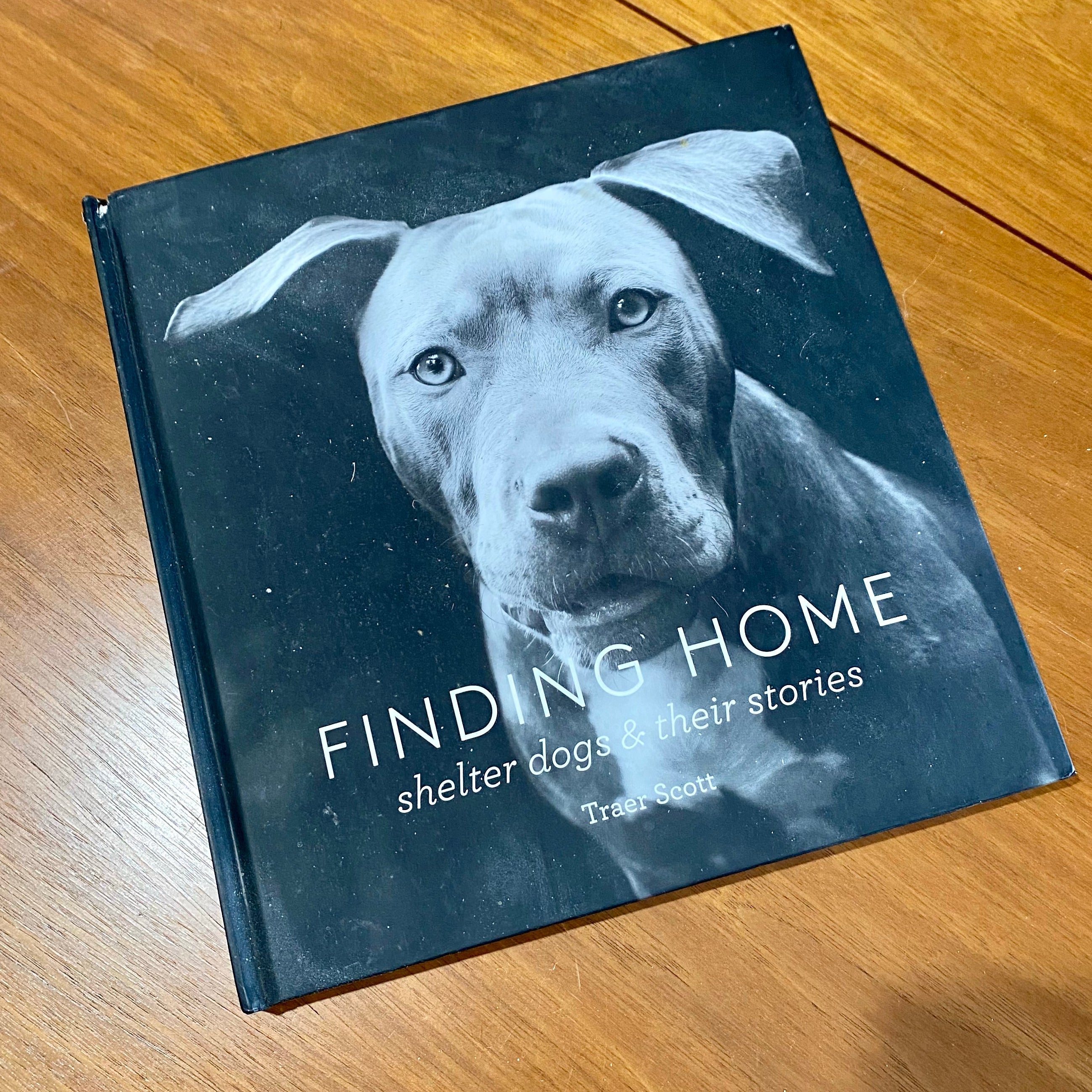 Finding Home: Shelter Dogs and Their Stories (a Photographic Tribute to Rescue Dogs)