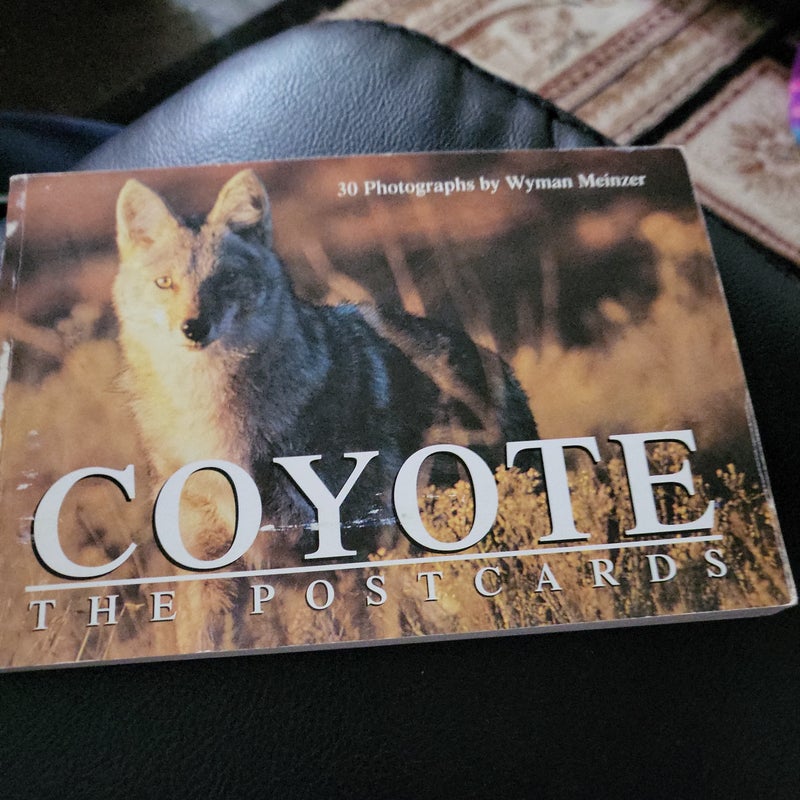 Coyote