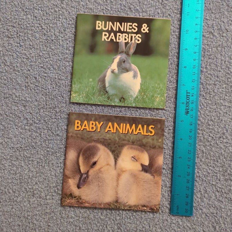 Baby Animals