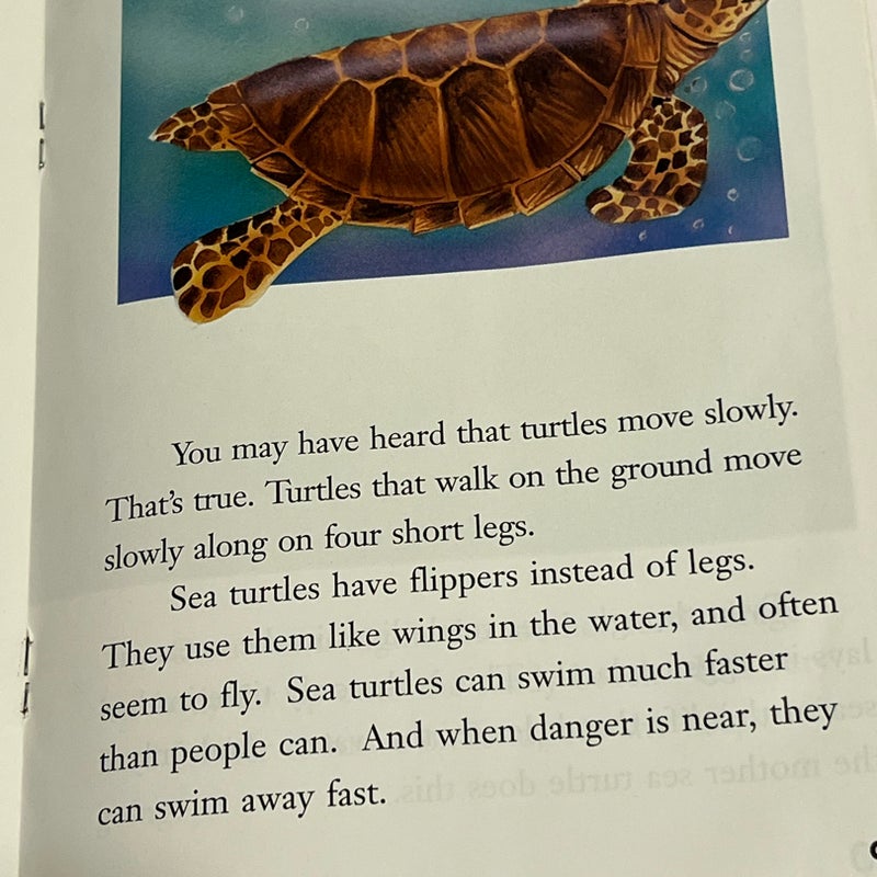 Sea Turtles 