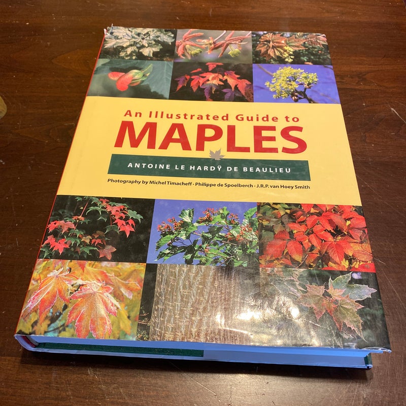 An Illustrated Guide to Maples