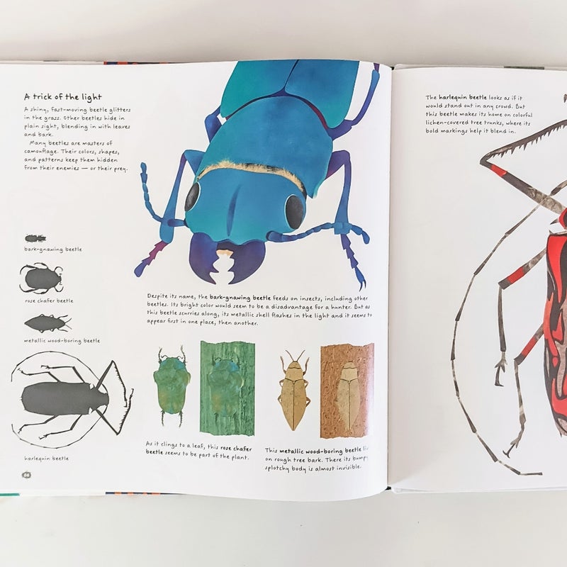 The Beetle Book