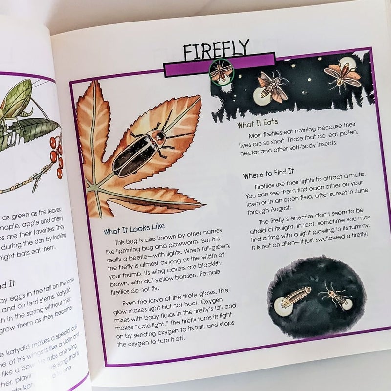 Caterpillars, Bugs and Butterflies (take-along guide)
