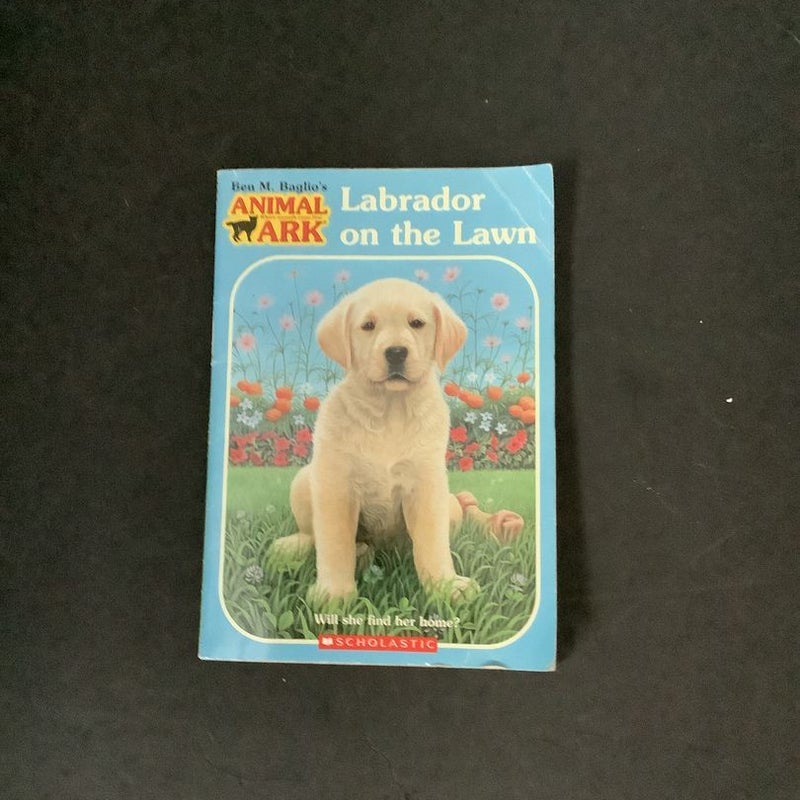 Labrador on the Lawn