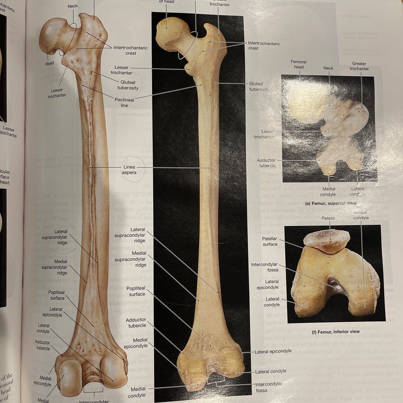 Human Anatomy