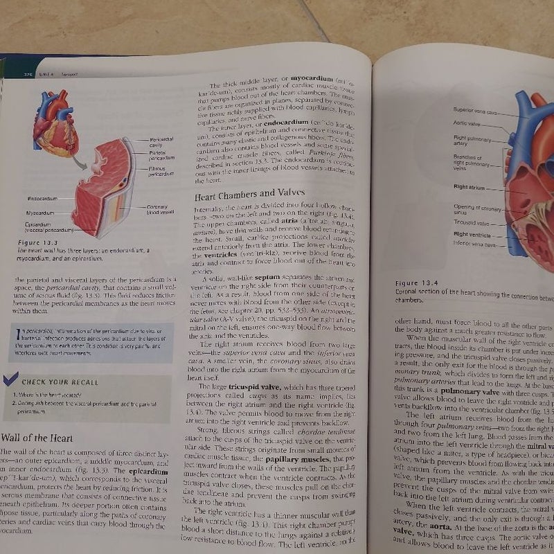 Hole's Essentials of Human Anatomy And Physiology - Hardcover 