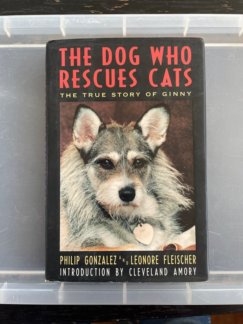 The Dog Who Rescues Cats