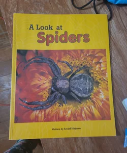 A Look at Spiders