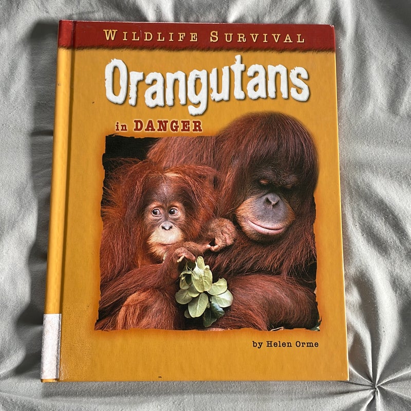 Orangutans in Danger