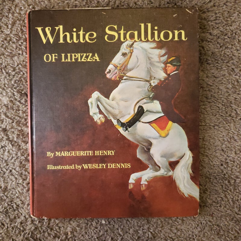 White stallion of lipizza