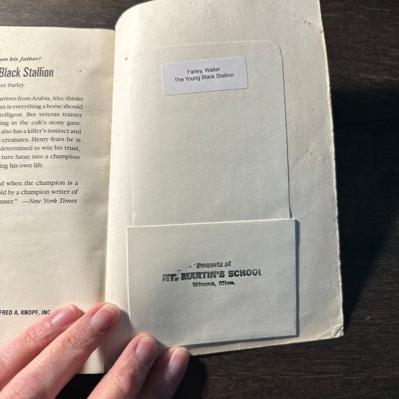 The Young Black Stallion